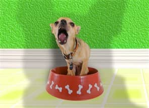 Best dog food hot sale for small chihuahua